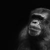 CHIMPANZEES ARE PAYING FOR YOUR JEWELLERY